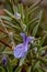 Purple Rosemary Floret with Green Needles