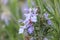 Purple rosemary flower and stamen