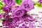 Purple roses and hearts