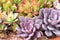 Purple roses stone cactus blooming ornamental plants texture natural for background