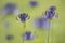 Purple round headed rampion flowers in a grass field