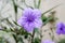 Purple Ruellia Blooming