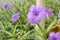 Purple ruellia squarrosa