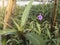 Purple Ruellia tuberosa , ACANTHACEAE in warn light concept