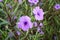 Purple ruellia tuberosa flower