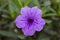 Purple Ruellia tuberosa flower