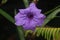 Purple Ruellia tuberosa flower