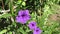 Purple ruellia tuberosa flower in nature garden