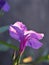 Purple Ruellia tuberosa flower ,wild petunia in garden with sunshine ,soft focus and blurred background ,macro image