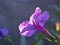 Purple Ruellia tuberosa flower ,wild petunia in garden with sunshine ,soft focus and blurred background ,macro image