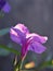 Purple Ruellia tuberosa flower ,wild petunia in garden with sunshine ,soft focus and blurred background ,macro image, sweet color