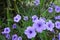 Purple ruellia tuberosa flowers are blooming full of trees in garden