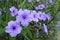 Purple ruellia tuberosa flowers are blooming full of trees in garden