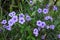 Purple ruellia tuberosa flowers are blooming full of trees in garden