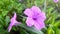 Purple Ruellia Tuberosal Flower