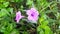 Purple Ruellia Tuberosal Flower