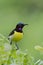 Purple-rumped sunbird