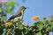 Purple - rumped sunbird, bird, natural, nature