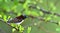 The purple-rumped sunbird Leptocoma zeylonica
