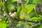 Purple-rumped Sunbird - Leptocoma zeylonica