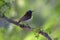 Purple Rumped Sunbird or Leptocoma zeylonica,  Male