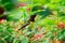 A Purple-rumped sunbird on a nectar run