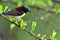 The purple-rumped sunbird is a sunbird endemic to the Indian Subcontinent. Male.