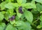 Purple Saffire butterfly Pair open wing, Heliophorus epicles