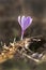 Purple Saffron Crocus Flower