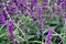 Purple sage