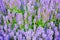 Purple sage flowers on green grass blurred background closeup, blooming violet salvia flower field, summer lavender landscape