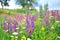 Purple sage flowers in the meadow.