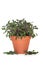 Purple Sage Herb Plant