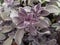 Purple sage herbs salvia