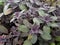 Purple sage herbs salvia