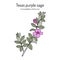 Purple Sage Leucophyllum frutescens , Official State Native Shrub of Texas