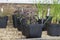 Purple sage plants in black plastic pots ready for planting in t