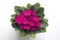 Purple saintpaulia african violet flower from above. Symbol of u