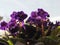 purple saintpaulia flower