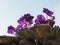 purple saintpaulia flower