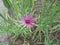 Purple salsify, Tragopogon porrifolius