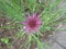 Purple salsify, Tragopogon porrifolius