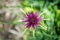 Purple Salsify Tragopogon porrifolius closeup