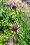 Purple Salsify Tragopogon porrifolius closeup