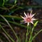 Purple salsify Tragopogon porrifolius, in nature background, t