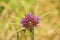 Purple salsify Tragopogon porrifolius wildflower, California