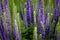 Purple Salvia Flowers