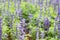 Purple salvia flowers at beautiful in garden.