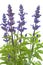 Purple salvia nemorosa plant