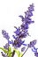 Purple salvia nemorosa plant